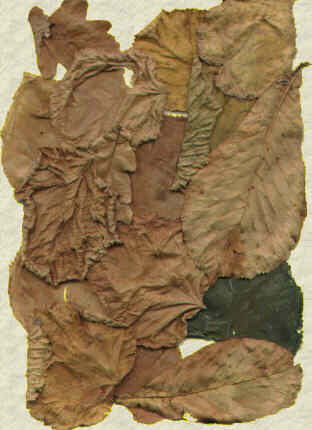 Herbstlaub, von Lars Bode