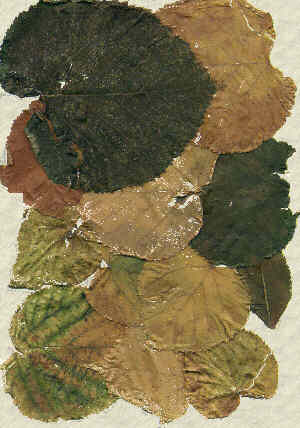 Hernstlaub, von Tobias H&uuml;bner